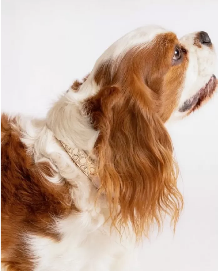 Coccinelle Guinzaglio tessuto monogram Pet capsule Beige