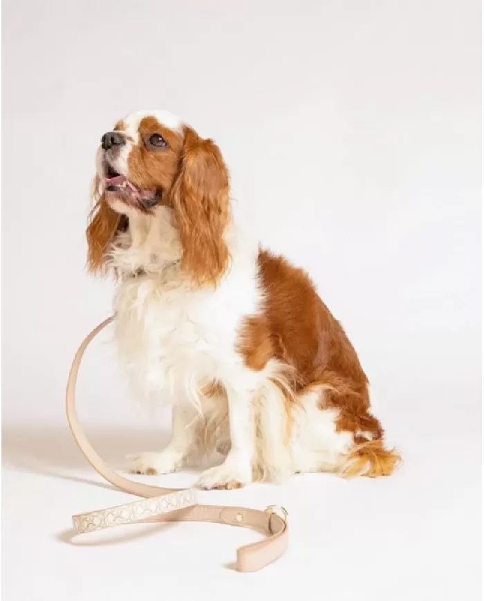 Coccinelle Collare tessuto monogram Pet capsule Beige