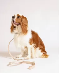 Coccinelle Collare tessuto monogram Pet capsule Beige