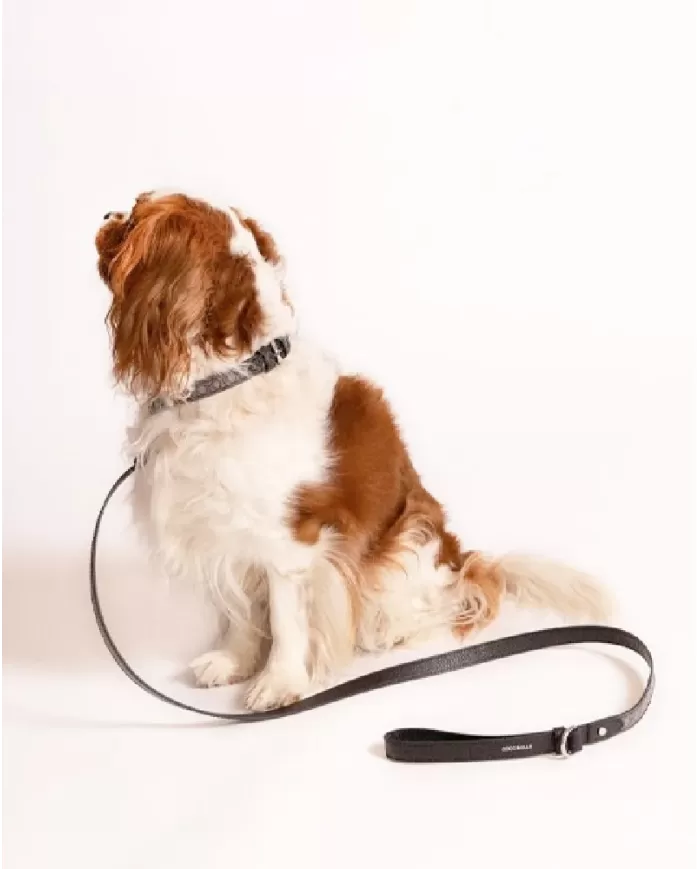 Coccinelle Collare tessuto monogram Pet capsule Grigio/Nero